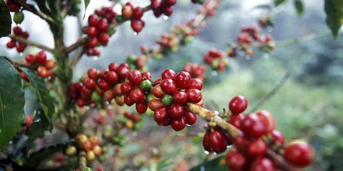 Eugenioides (Coffea eugenioides)