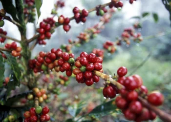Eugenioides (Coffea eugenioides)