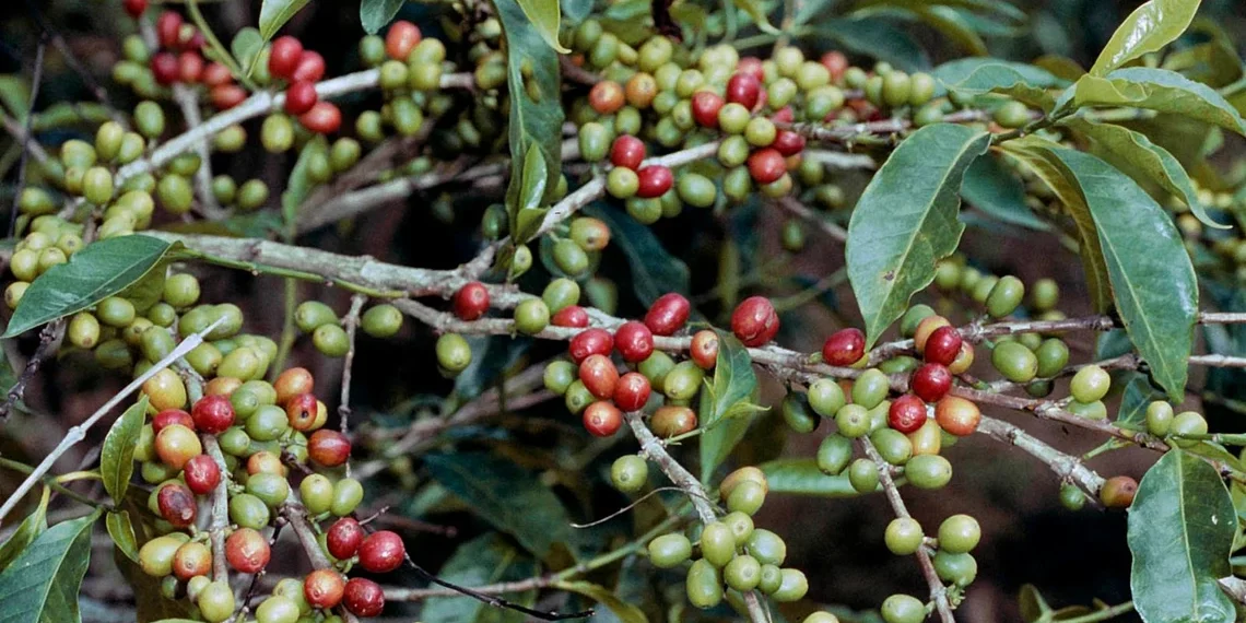 Charrieriana (Coffea charrieriana)