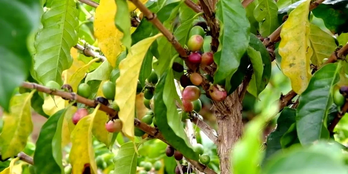 Racemosa (Coffea racemosa)