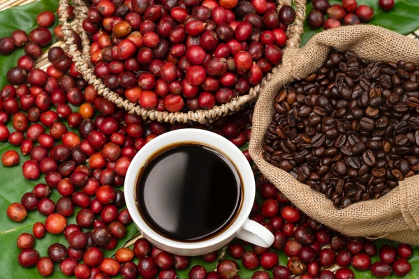 Red coffee cherries on coffee plant in Ethiopia showing original coffee discovery