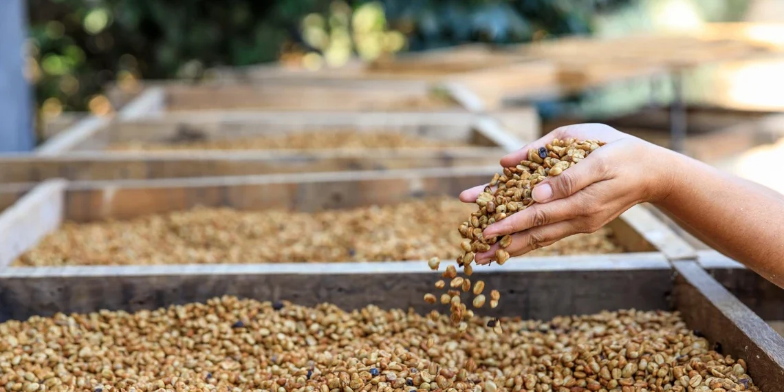 Honduras SHG coffee beans showing consistent size and quality from high-altitude farms