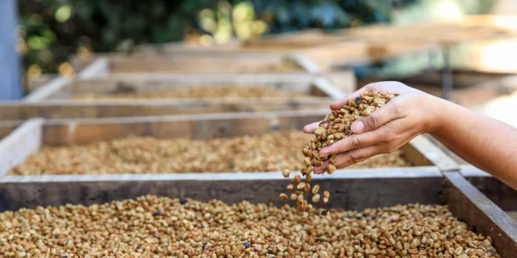 Honduras SHG coffee beans showing consistent size and quality from high-altitude farms