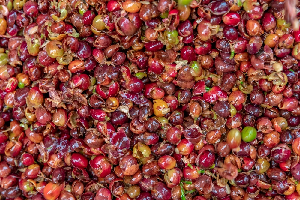 Husks of coffee beans on the farm