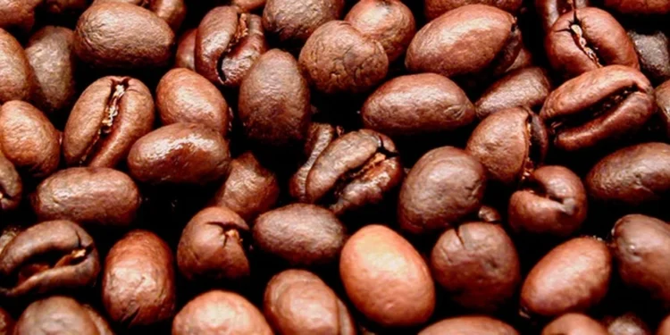 Tanzania Peaberry coffee beans showing distinctive round shape compared to flat beans